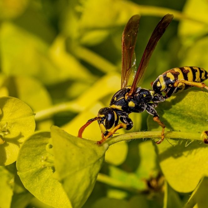 Are Yellow Jackets Attracted to Colors?