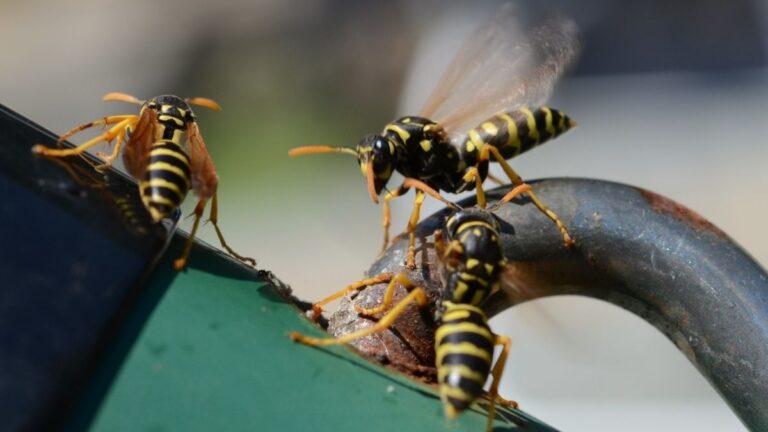 Do Dryer Sheets Repel Yellow Jackets?